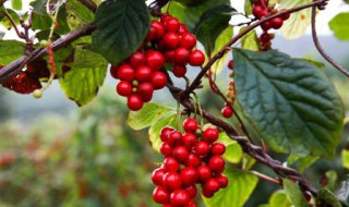 酸五味子的功效与作用 酸五味子的功效与作用及禁忌症