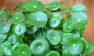 金钱草泡水喝的禁忌 金钱草泡水喝的禁忌功效副作用