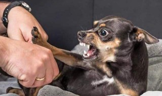 儿童被狗咬了怎么处理 儿童被家狗咬了怎么办