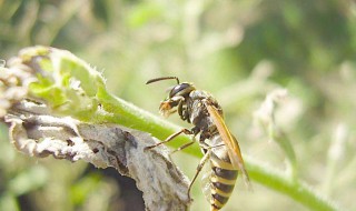 被大黄蜂蛰了怎么处理 被大黄蜂蛰了怎么处理多久才会没事