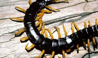 被蜈蚣咬了怎么处理 家有蜈蚣怎样根除