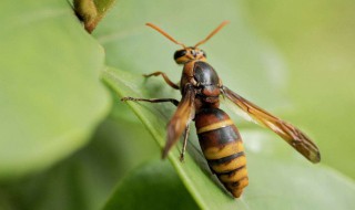 被马蜂咬了怎么处理（被马蜂咬了怎么处理消肿最快止痛）