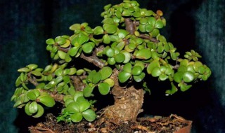 金枝玉叶花的养殖方法和注意事项（水培金枝玉叶花的养殖方法和注意事项）