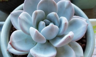 多肉怎么养的 多肉如何控养