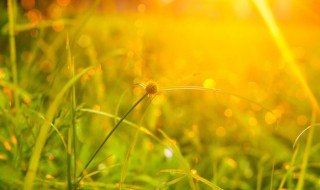 伏天2020时间表多少天 伏天2020时间表多少天xbc9