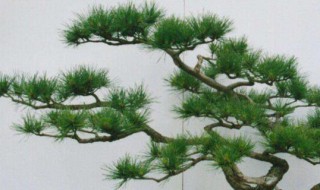 十大盆景名贵树种排名（最耐阴的十大盆景树）