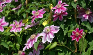 必买铁线莲十大品种 必买铁线莲十大品种约瑟芬