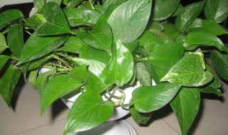 水培绿萝的养殖方法和注意事项（绿萝喜欢喝的三种水）
