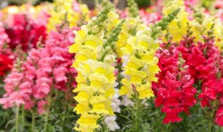 金鱼草的养殖方法和注意事项（金鱼草）