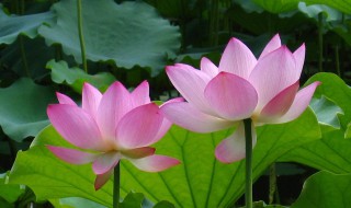 莲花和荷花一样吗 荷花和莲花的区别图片