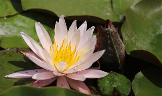 睡莲和荷花的区别 睡莲不放泥只放水怎样养
