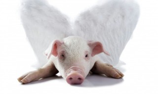 家禽和家畜的区别（兔子是家禽还是家畜）