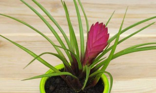 铁兰的养殖方法和注意事项（多头铁兰的养殖方法和注意事项）