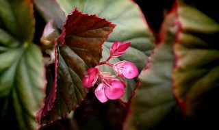 竹节海棠的养殖方法和注意事项 竹节海棠花的养殖方法和注意事项