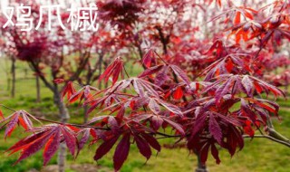 鸡爪槭和红枫的区别（鸡爪槭）