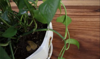 绿萝用什么土比较好养（土养绿萝怎么养才能更旺盛）