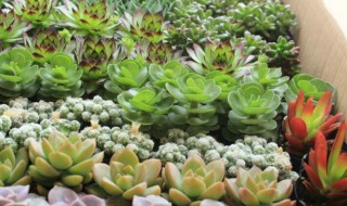 多肉秋天怎么养才能长得快 多肉秋天生长的快吗