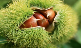 生板栗怎么去皮最快（板栗怎么去皮最快方法）