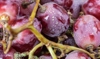 提子的保存最佳方法（提子的保存最佳方法视频）