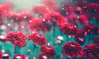 鲜花保存方法小妙招（鲜花保存技巧）