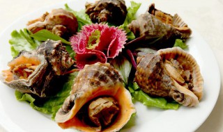 贝壳类保存方法（贝壳类如何保鲜）