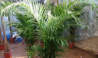 夏天养什么绿植比较好室内 夏天室内养什么植物好