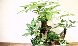 发财树什么时候扦插比较好（发财树什么时候扦插比较好呢）