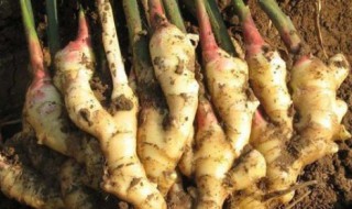 姜的种植方法和时间（姜的种植技术方法）