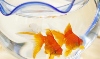 七彩鱼缸背景什么颜色比较好（七彩鱼缸背景用什么颜色最好?）