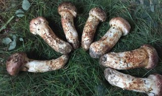 新鲜松茸怎么保存（新鲜的姬松茸怎么吃最好）