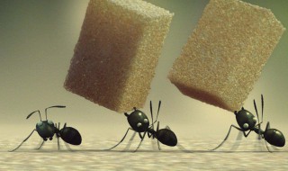 家里有蚂蚁怎么办能除根吗 家里有蚂蚁怎么办能除根吗