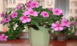 四季梅的养殖方法和注意事项（四季梅叶子发黄掉叶子怎么办）