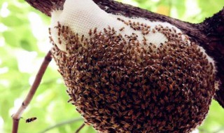 马蜂窝怎么处理最安全 马蜂蛰了怎么快速消肿止痛