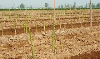 芦笋种植时间和方法（芦笋种植多少年才能收芦笋）