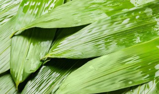 粽子粽叶的保存方法（粽叶储存方法）