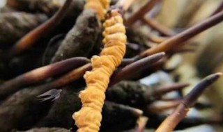 冬虫夏草是虫子吗（冬虫夏草是虫子吗能吃吗）