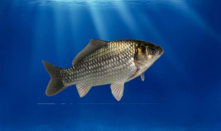 鲤鱼喜欢吃什么味型的饵料（鲤鱼爱吃什么味型的饵料）