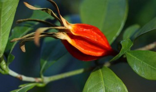 栀子泡水喝有什么好处 栀子泡水喝有什么好处栀子配什么保肝