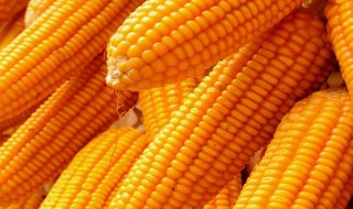 玉米靠什么传播种子 小学二年级植物传播种子的方法