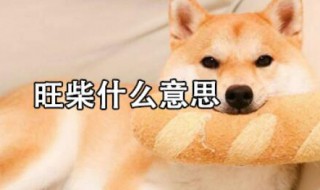 旺柴是什么意思 微信旺柴是什么意思