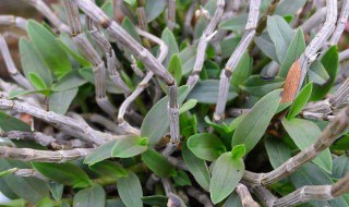 石斛有什么作用与功效 石斛的作用是什么