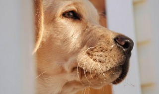 梦见狗咬自己（梦见狗咬自己出血是啥预兆）