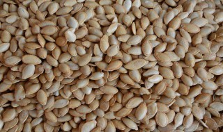 南瓜子有什么功效和作用（生吃南瓜子有什么功效和作用）