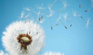 婆婆丁是什么 婆婆丁长什么样子