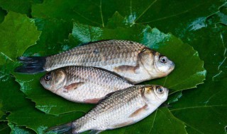 钓鲤鱼用什么鱼饵（野钓鲫鱼鲤鱼用什么饵料最好）
