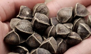 辣木籽有什么功效 辣木籽有什么功效和吃法