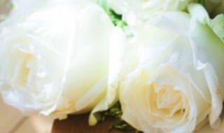 白玫瑰（白玫瑰的花语和寓意）