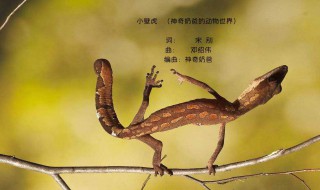 女人见到壁虎什么预兆（家里进来一只小壁虎预示）