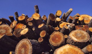 木头生虫怎么解决 木头生虫怎么解决方法