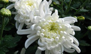 菊花的象征意义 菊花的象征意义是什么